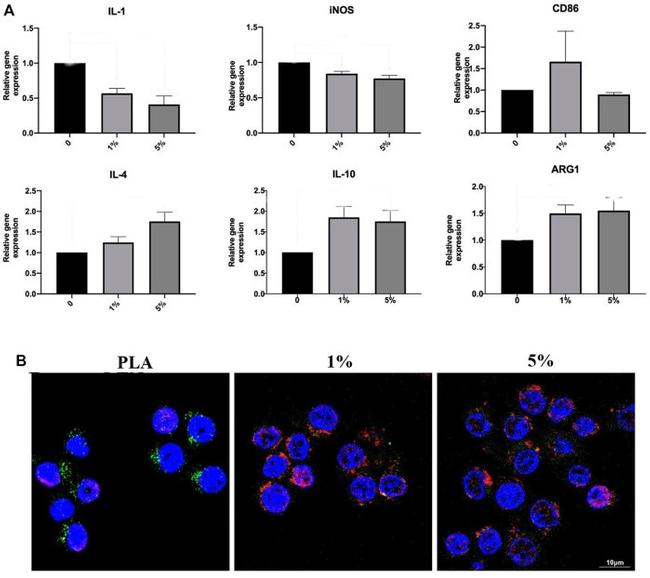 iNOS Antibody in Immunocytochemistry (ICC/IF)