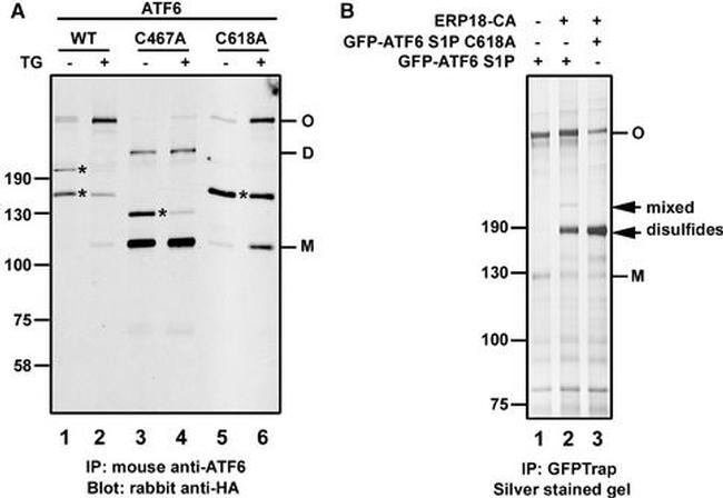 Mouse IgG (H+L) Highly Cross-Adsorbed Secondary Antibody in Western Blot (WB)