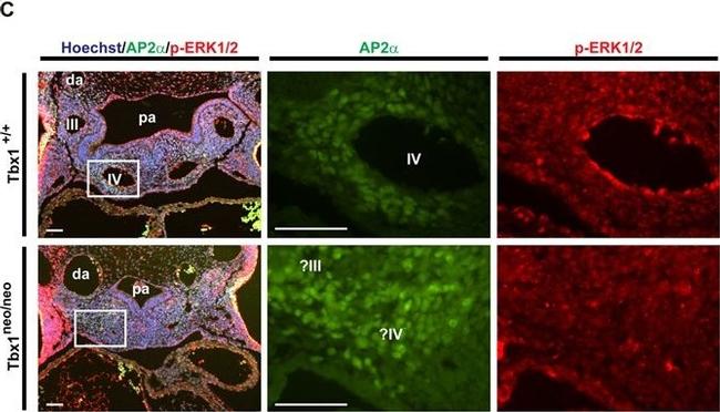 Rabbit IgG (H+L) Highly Cross-Adsorbed Secondary Antibody in Immunohistochemistry (Frozen) (IHC (F))