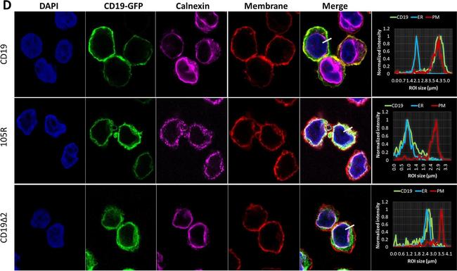 Rabbit IgG (H+L) Highly Cross-Adsorbed Secondary Antibody in Immunocytochemistry (ICC/IF)