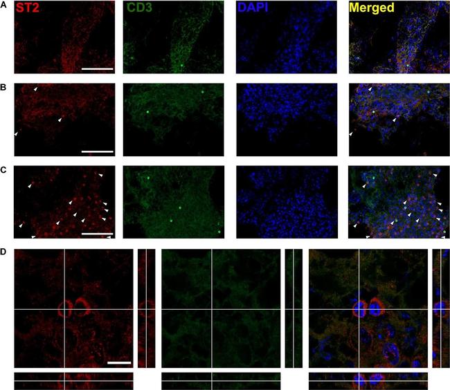 Rabbit IgG (H+L) Highly Cross-Adsorbed Secondary Antibody in Immunohistochemistry (Frozen) (IHC (F))