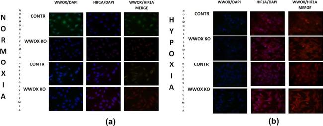 Rabbit IgG (H+L) Highly Cross-Adsorbed Secondary Antibody in Immunocytochemistry (ICC/IF)