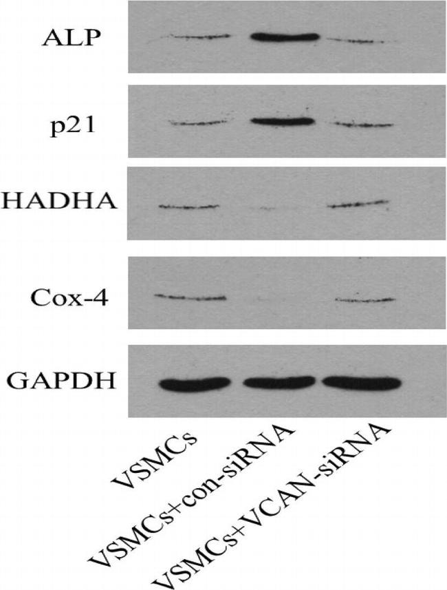 Mouse IgG (H+L) Highly Cross-Adsorbed Secondary Antibody in Western Blot (WB)