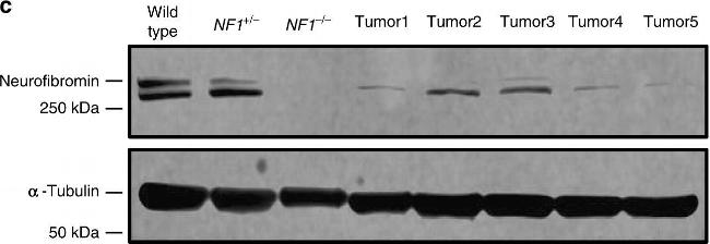 Mouse IgG (H+L) Secondary Antibody in Western Blot (WB)