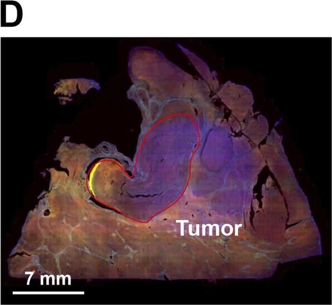 Mouse IgG (H+L) Highly Cross-Adsorbed Secondary Antibody in Immunohistochemistry (Paraffin) (IHC (P))