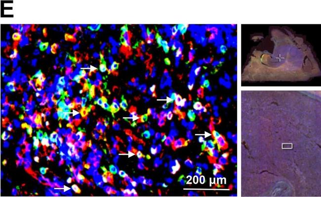 Mouse IgG (H+L) Highly Cross-Adsorbed Secondary Antibody in Immunohistochemistry (Paraffin) (IHC (P))