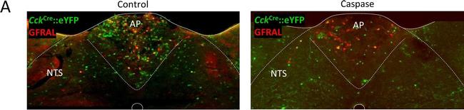 Sheep IgG (H+L) Cross-Adsorbed Secondary Antibody in Immunohistochemistry (Frozen) (IHC (F))