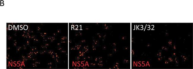 Sheep IgG (H+L) Cross-Adsorbed Secondary Antibody in Immunocytochemistry (ICC/IF)