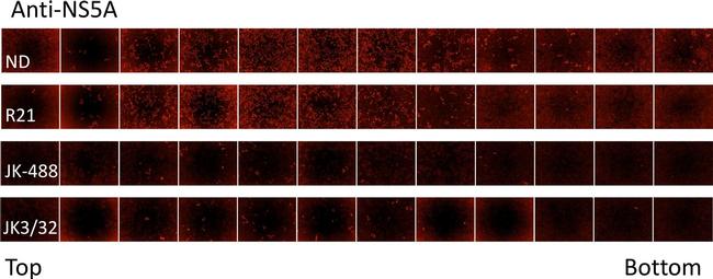 Sheep IgG (H+L) Cross-Adsorbed Secondary Antibody in Immunocytochemistry (ICC/IF)