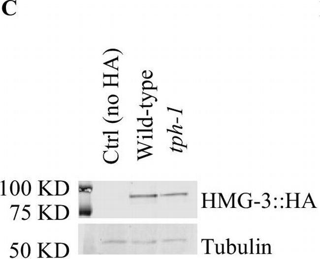 Rabbit IgG (H+L) Highly Cross-Adsorbed Secondary Antibody in Western Blot (WB)