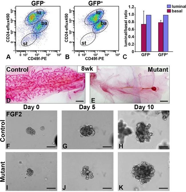 CD49f (Integrin alpha 6) Antibody in Flow Cytometry (Flow)