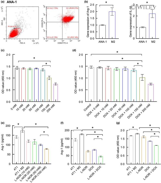 CD206 (MMR) Antibody in Flow Cytometry (Flow)