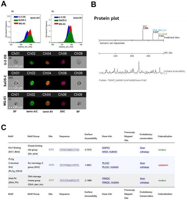 Lamin B1 Antibody in Immunocytochemistry, Flow Cytometry (ICC/IF, Flow)