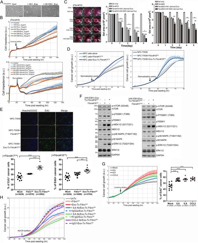 MCP-1 Antibody in Neutralization (Neu)