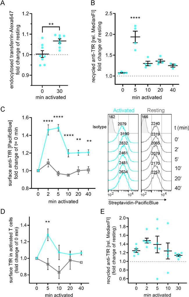 CD71 (Transferrin Receptor) Antibody in Flow Cytometry (Flow)