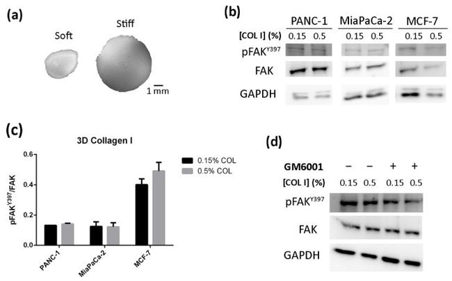 FAK Antibody in Western Blot (WB)