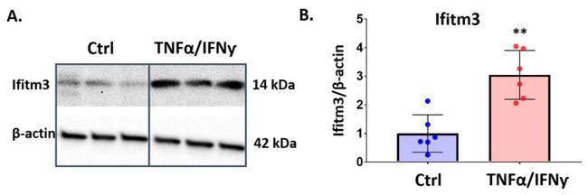 IFITM3 Antibody in Western Blot (WB)