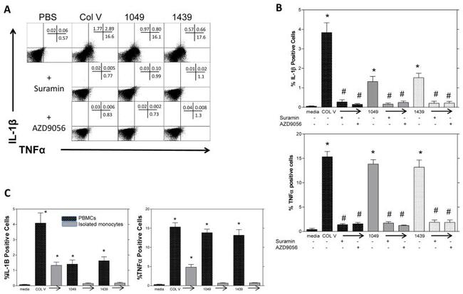 IL-1 beta Antibody in Flow Cytometry (Flow)