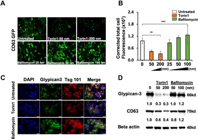 Glypican 3 Monoclonal Antibody (SP86) (MA5-16368)