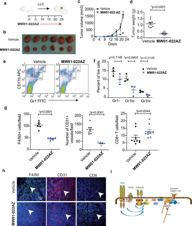 CD11b Antibody in Flow Cytometry (Flow)