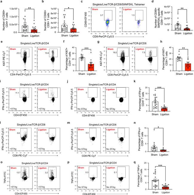 CD69 Antibody in Flow Cytometry (Flow)