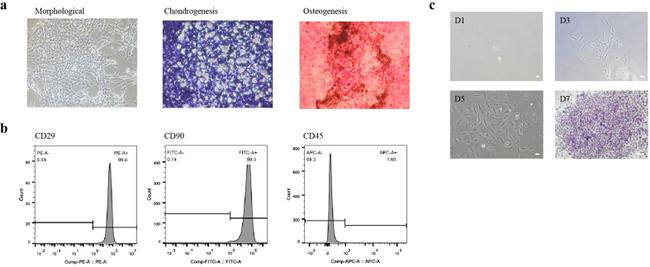 CD29 (Integrin beta 1) Antibody in Flow Cytometry (Flow)