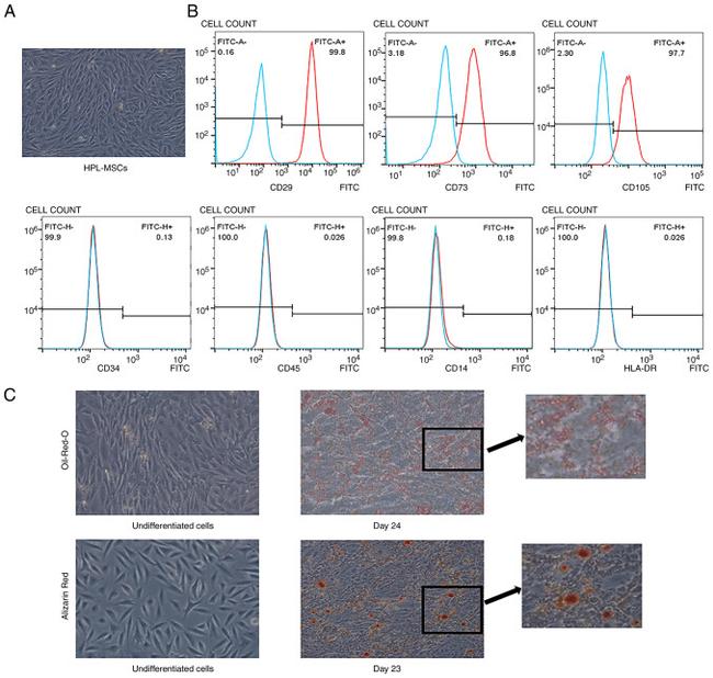 CD34 Antibody in Flow Cytometry (Flow)