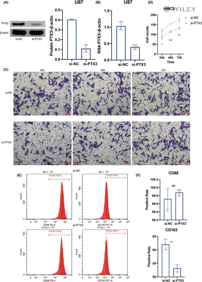 CD68 Antibody in Flow Cytometry (Flow)