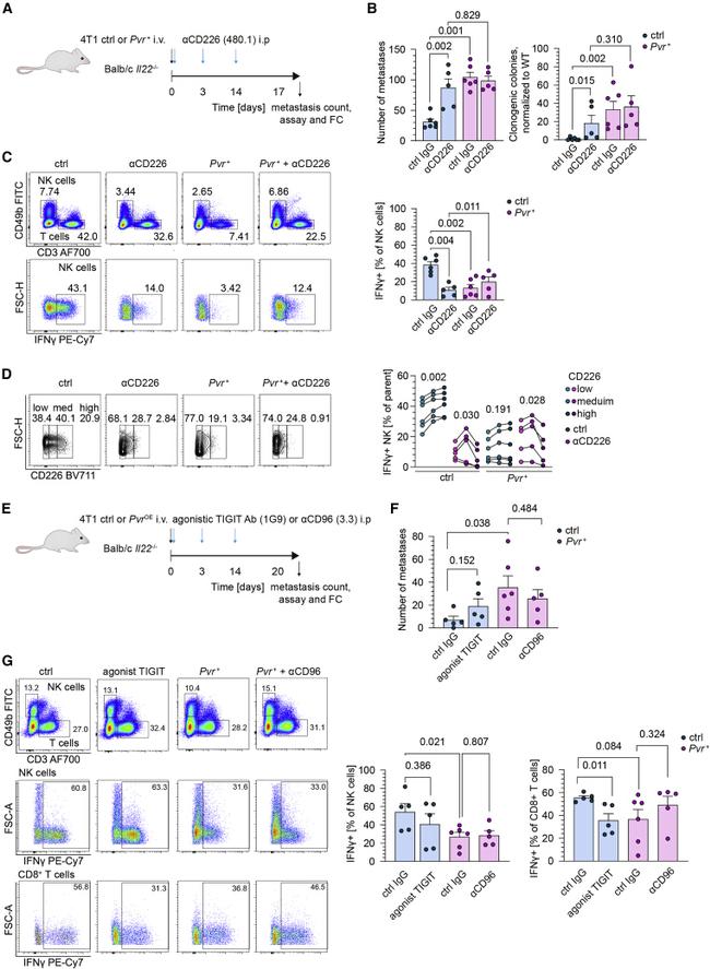 IFN gamma Antibody in Flow Cytometry (Flow)