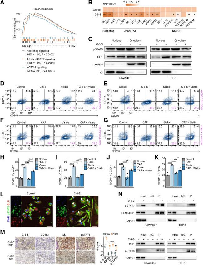 CD206 (MMR) Antibody in Flow Cytometry (Flow)