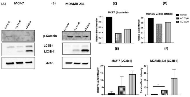 beta Actin Antibody in Western Blot (WB)