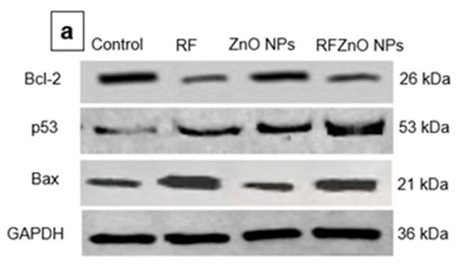 Bax Antibody in Western Blot (WB)