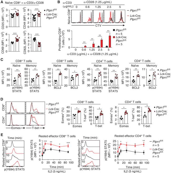 EOMES Antibody in Flow Cytometry (Flow)