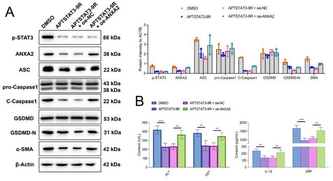 Caspase 1 Antibody in Western Blot (WB)