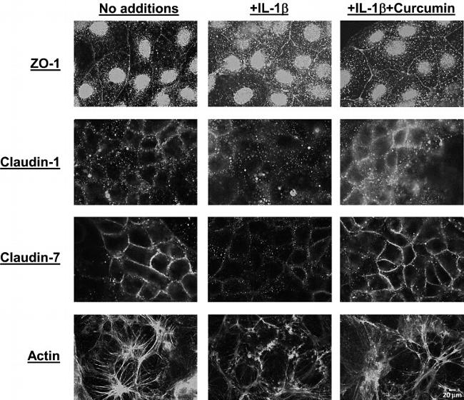 Claudin 7 Antibody in Immunohistochemistry (IHC)