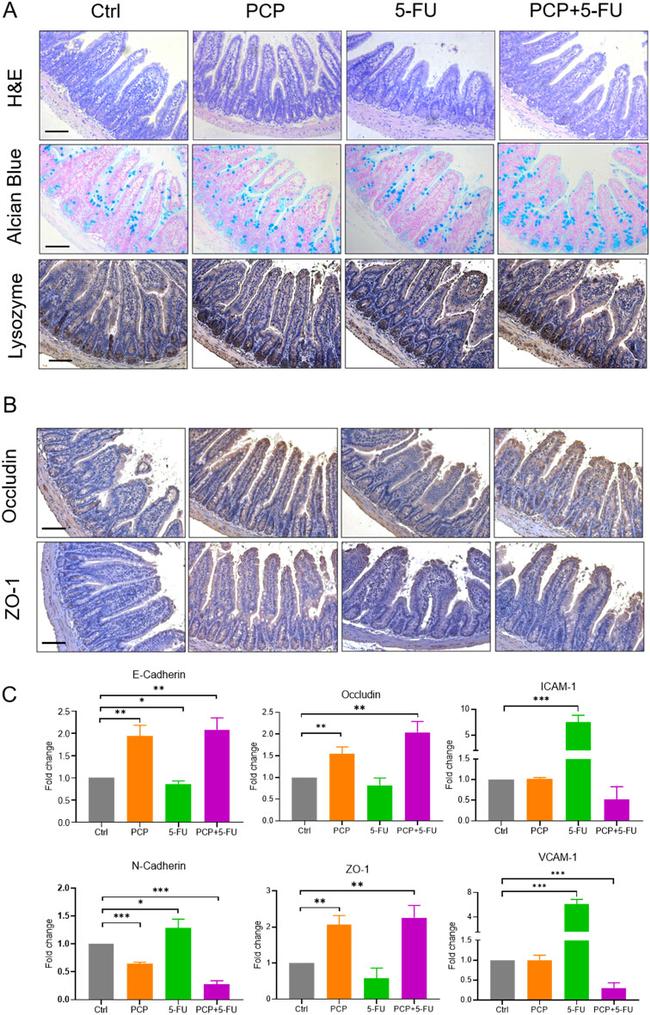 Occludin Antibody in Immunohistochemistry (IHC)