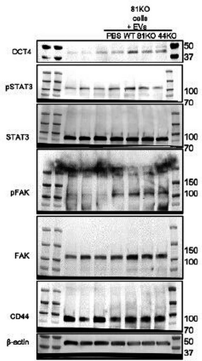 CD44 Antibody in Western Blot (WB)