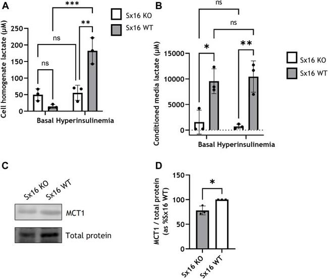 MCT1 Antibody in Western Blot (WB)