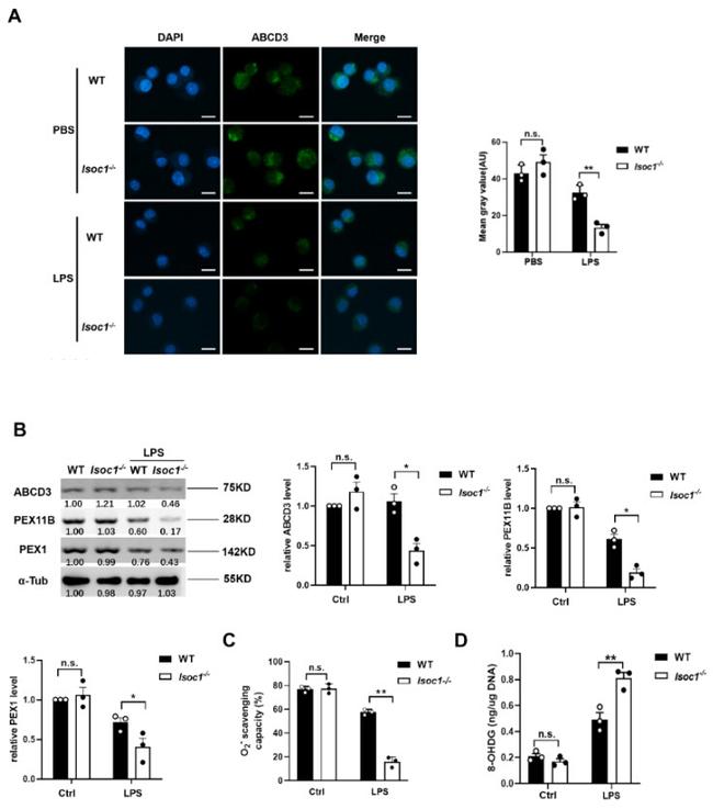 PEX1 Antibody in Western Blot (WB)