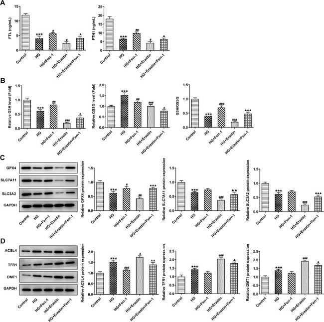 GPX4 Antibody in Western Blot (WB)