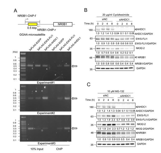 NR0B1 Antibody in Western Blot (WB)