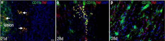 Rabbit IgG (H+L) Highly Cross-Adsorbed Secondary Antibody in Immunohistochemistry (IHC)