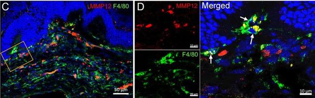 Rat IgG (H+L) Highly Cross-Adsorbed Secondary Antibody in Immunohistochemistry (Frozen) (IHC (F))