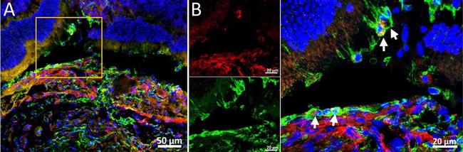 Rat IgG (H+L) Highly Cross-Adsorbed Secondary Antibody in Immunohistochemistry (Frozen) (IHC (F))