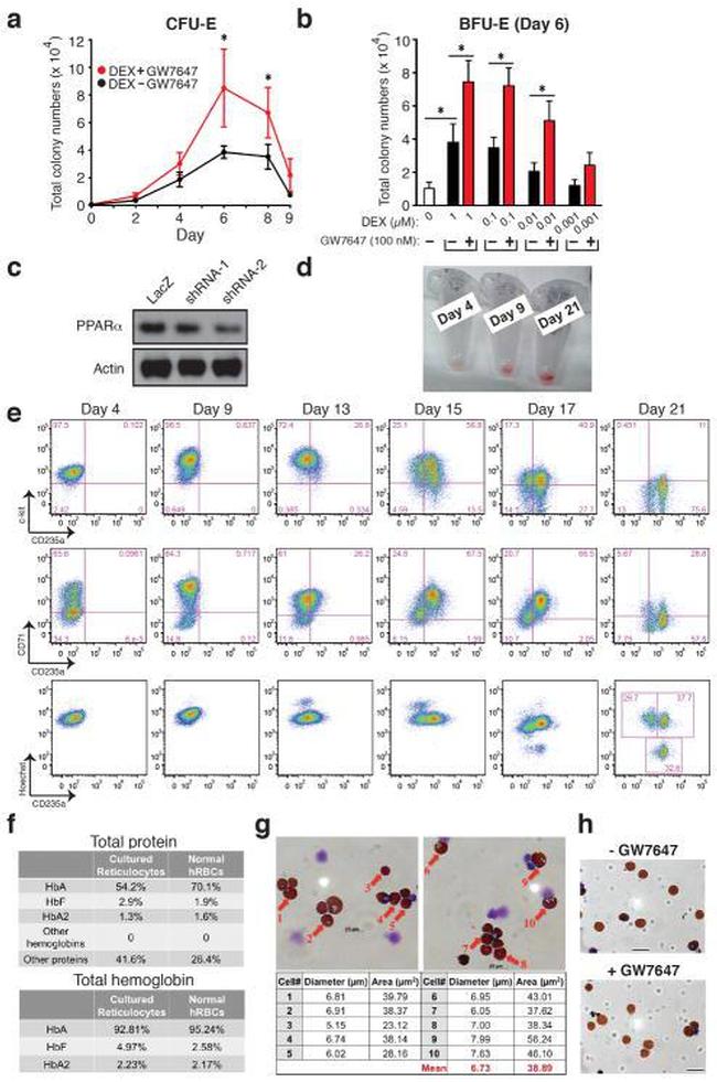 CD71 (Transferrin Receptor) Antibody in Flow Cytometry (Flow)