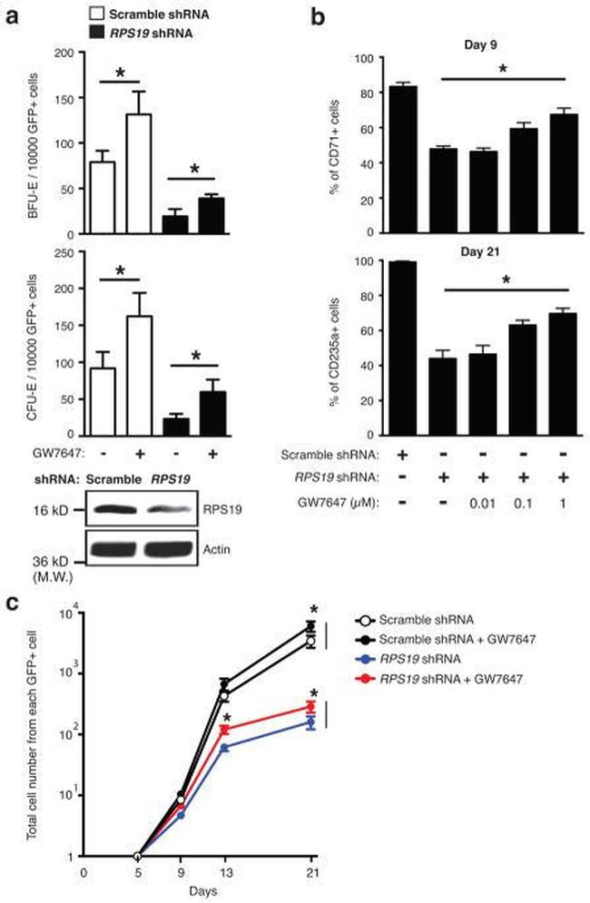 CD71 (Transferrin Receptor) Antibody in Flow Cytometry (Flow)