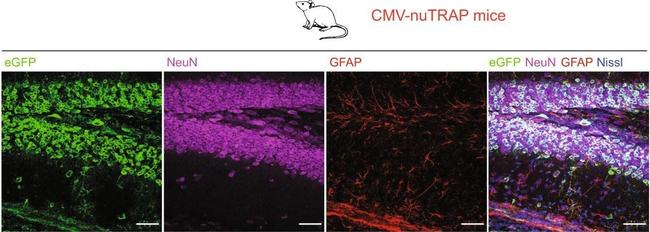 Rabbit IgG (H+L) Highly Cross-Adsorbed Secondary Antibody in Immunohistochemistry (Frozen) (IHC (F))