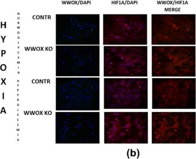 Rabbit IgG (H+L) Highly Cross-Adsorbed Secondary Antibody in Immunocytochemistry (ICC/IF)