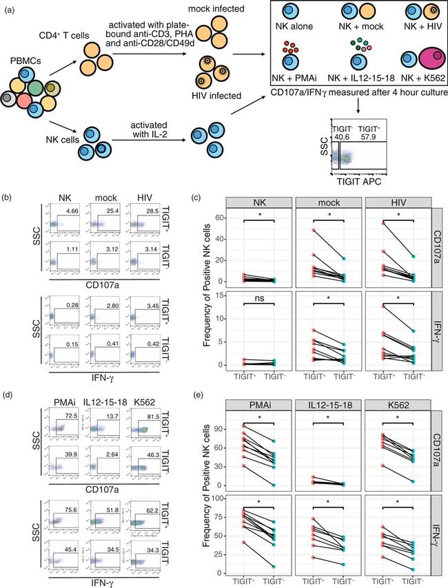 TIGIT Antibody in Flow Cytometry (Flow)