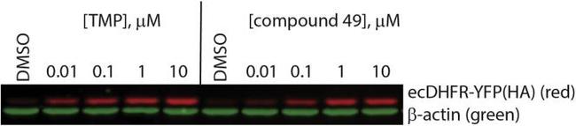 HA Tag Antibody in Western Blot (WB)